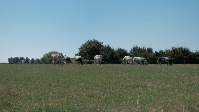 Verschillende tijdelijke en permanente weilanden werden getroffen door de droogte.