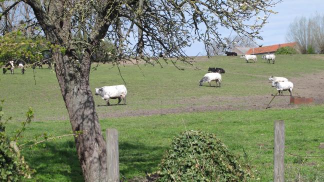 Gaat de afstand tussen beleid en platteland niet veel dieper dan het stikstofdossier?