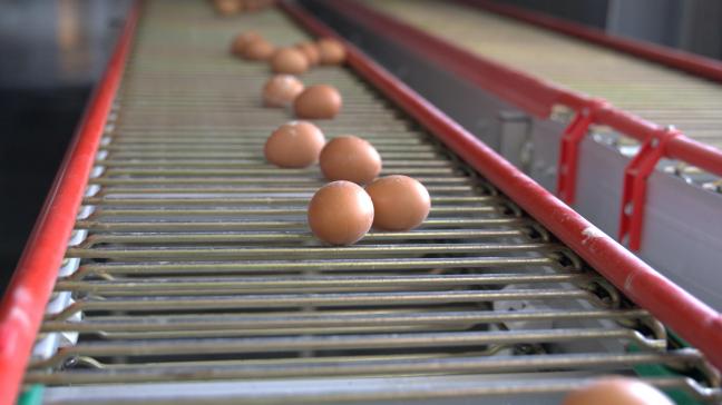 De biologische eieren die menkomend jaar produceert, zullen 0,5tot 1 europer 100 eieren meer kosten dan bij de vorige ronde.