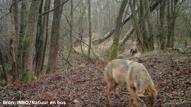 Wolvin Noëlla had op de beelden geen dikke buik meer.