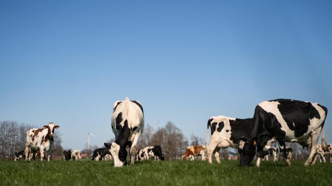 Koeien op weide 2023 (25)