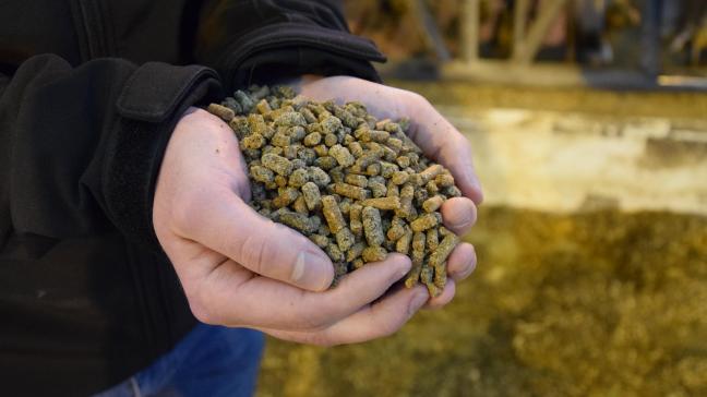 De koeien van de abdijhoeve in Westmalle eten vandaag al methaanreducerende voeders.