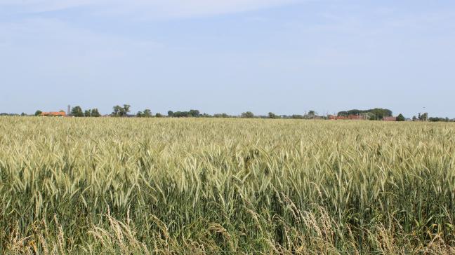 Het laattijdig indienen van de eerste versie van de verzamelaanvraag na 7 mei heeft tot gevolg dat er per werkdag 1% van de steun wordt afgehouden.