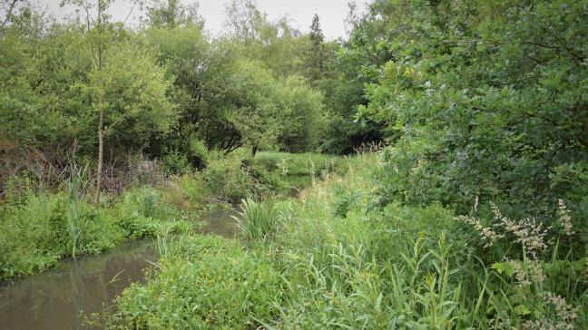 De natuurherstelwet kan ervoor zorgen dat de doelstellingen van de habitatrichtlijn worden uitgebreid.