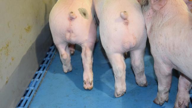 Eind vorig jaar heeft de federale regering het voorstel van federaal minister van Landbouw David Clarinval goedgekeurd om de verdoofde castratie van biggen van maximaal 7 dagen oud door de varkenshouders toe te staan.