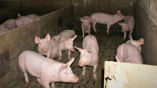 De uiterlijke indieningsdatum van 17 mei voor de vrijwillige opkoopregeling voor varkensboerenwordt verlengd naar 17 juni.