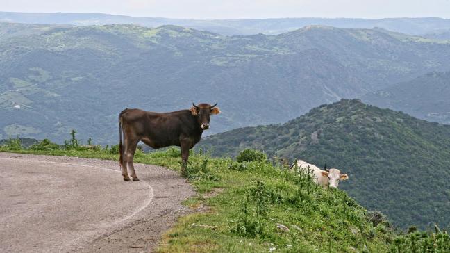 Eind 2022 werd EHD vastgesteld op Sardinië, later ook in Sicilië en ook in het zuiden van Spanje werden haarden aangetroffen