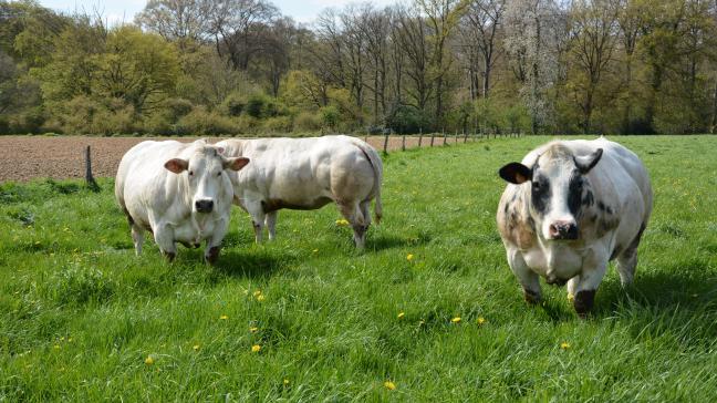 Bij de BWB-koeien bleven de Coevia-prijzen deze week status quo.