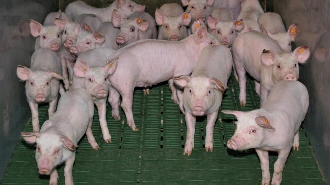 Vlaams minister van Dierenwelzijn Ben Weyts heeft zijn administratie de opdracht gegeven om regelgeving uit te werken inzake het couperen van varkensstaarten.