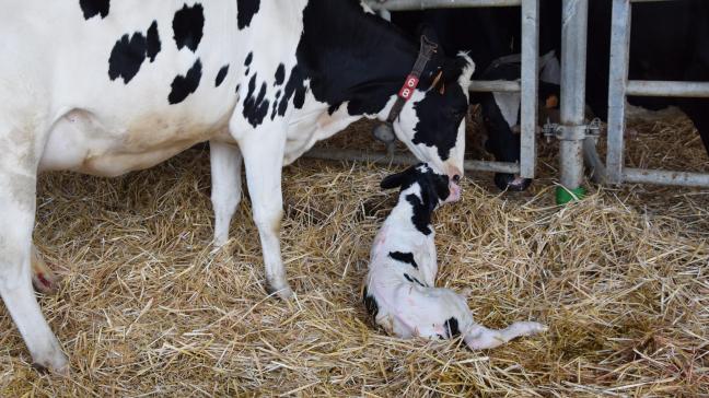 “Een aantal studies bevestigen dat het zogen het risico op mastitis vermindert, doordat resterende melk in de uier wordt verwijderd door het zogende kalf. Ook bevat het speeksel van het kalf lysozymen, die de groei van bacteriën afremmen”, vertelt parlementslid  Sofie Joosen.