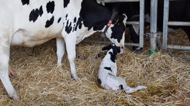 “Een aantal studies bevestigen dat het zogen het risico op mastitis vermindert, doordat resterende melk in de uier wordt verwijderd door het zogende kalf. Ook bevat het speeksel van het kalf lysozymen, die de groei van bacteriën afremmen”, vertelt parlementslid Sofie Joosen.
