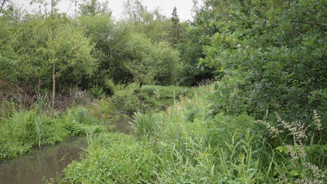 Op 20 juni wordt beslist of het dossier voor de Europese natuurherstelwet rijp genoeg is om richting besluitvorming te gaan.