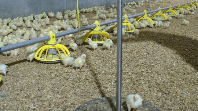 AVEC wil snel opnieuw quota op het invoeren van kippenvlees uit Oekraïne.