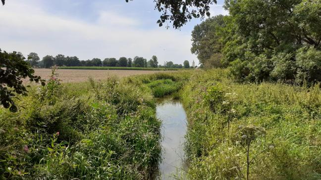 Het tijdelijk onttrekkingsverbod in Limburg is vooral ingegeven vanuit solidariteit met de beslissing in de provincie Antwerpen.