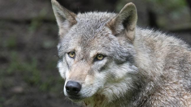 V oor het eerst in meer dan 200 jaar werd er een wolf gezien in West-Vlaanderen.