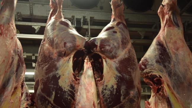 China gaat de invoer van Belgisch rundvlees toelaten.