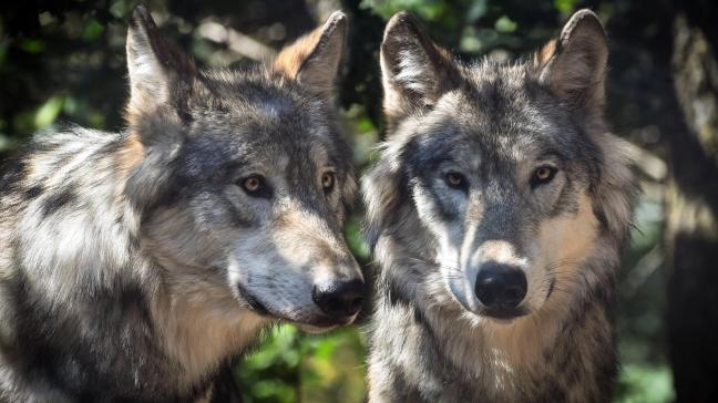 Een geschikt leefgebied voor een wolf moet voldoende grote rustgebieden hebben en de dichtheid aan prooien moet voldoende hoog zijn. Deze voorwaarden zijn volgensminister Demir in de Westhoek niet vervuld.