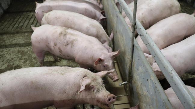 Mogelijk zullen ook varkenshouders met een impactscore net onder de 0,5% in een uitkoopregeling kunnen stappen.