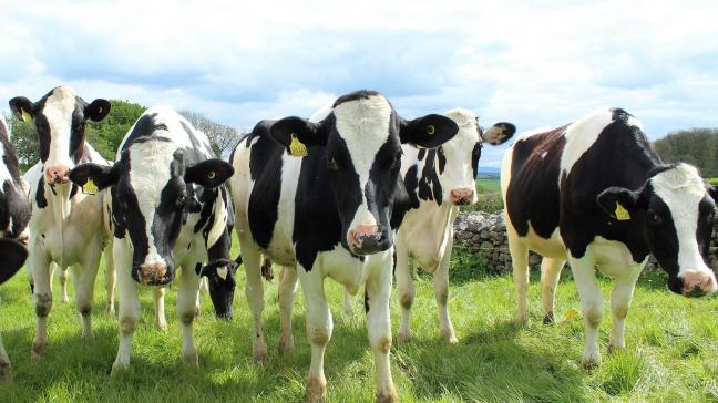 Ierland overweegt om in 2023, 2024 en 2025 telkens zo’n 65.000 koeien van de markt te halen.