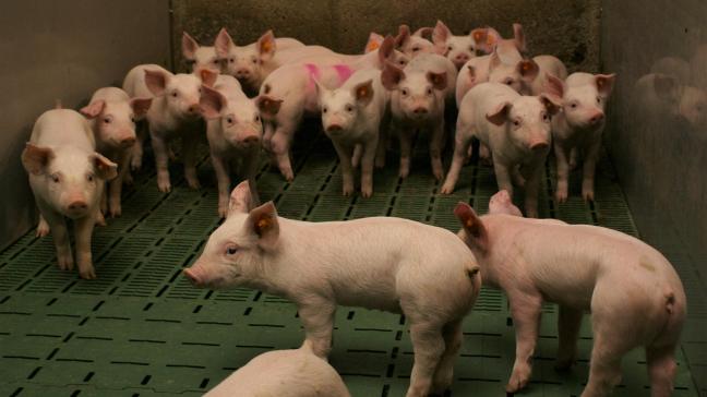 Als alle dossiers worden goedgekeurd en uitgevoerd, wordt de Vlaamse varkensstapel verminderd met ongeveer 295.000 dieren.