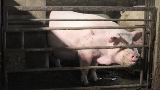 Bij de invoering van een Vlaams dierenwelzijnslabel komt de varkenssector het eerst aan de beurt.