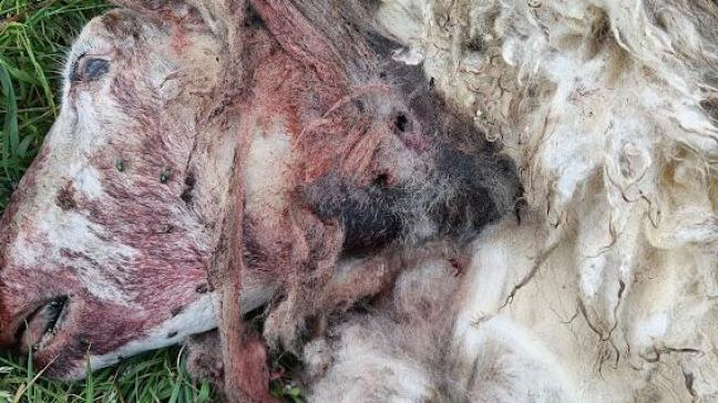 Schaap gedood door de typische keelbeet van de wolf.