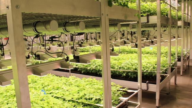 Via projectsteun kunnen land- en tuinbouwbedrijven op steun rekenen om innovatieve ideeën en concepten op het vlak van productie, verwerking en afzet van landbouwproducten in de praktijk te realiseren. De