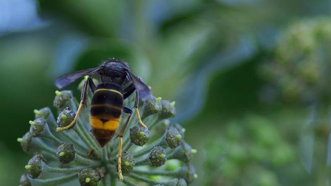 Op initiatief van Vlaams minister van Omgeving Zuhal Demir heeft Natuur en Bos een nieuwe aanpak uitgewerkt om de overlast door de Aziatische hoornaar te beperken.