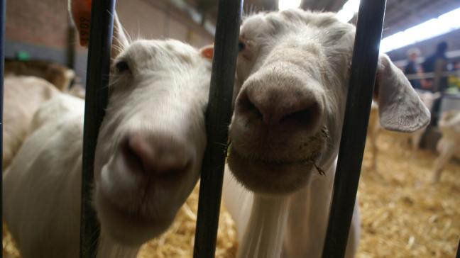 De brandweer en de landbouwer konden nog zowat 250 dieren uit de stal halen.