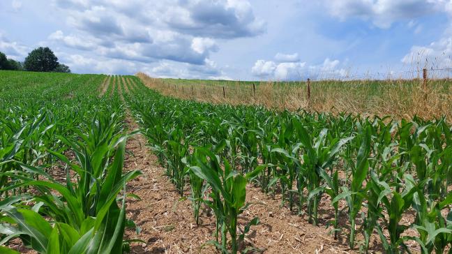 Op vele plaatsen in ons land kwam de regen net op tijd voor de maïsgroei. In de Corn Belt in de VS slaat de droogte veel harder toe en lijden de gewassen.