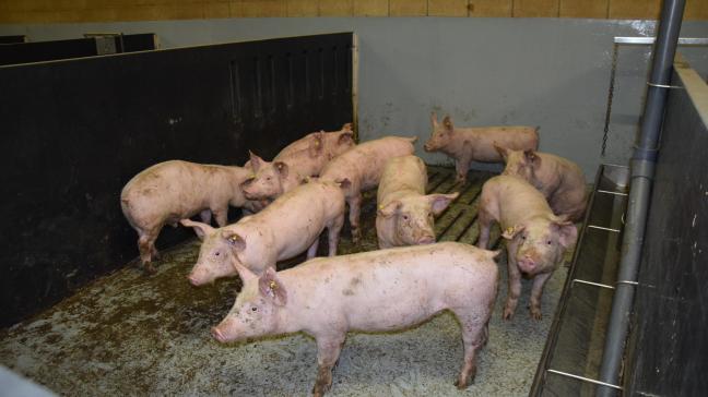 Bij biggen en (jonge) vleesvarkens kan PRRSV aan de basis liggen van ademhalingsproblemen en is het een onderdeel van het Porcien Respiratoir-ziektecomplex.