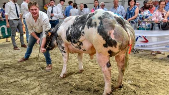 Spinoza van de Pannemeers  (Noir Desir),  kampioen stieren, van Filip Ally uit Tielt.