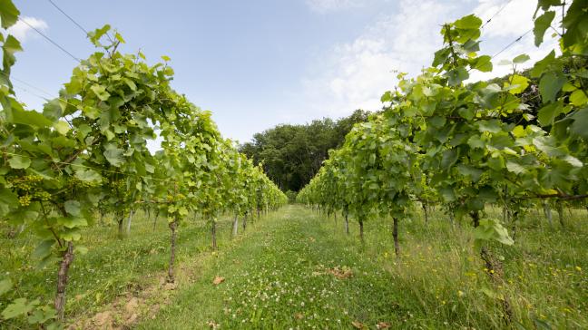 Op termijn streeft Colruyt Group ernaar om in een gunstig scenario zo'n 70.000 flessen stille witte, rosé en rode wijn per jaar te produceren.