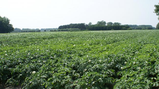 Bij de teelten valt vooral de toename van het areaal aardappelen (+6,8%) op.