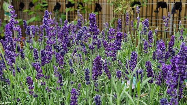 Lavendula angustifolia is de bekendste en de meest winterharde lavendelsoort in ons klimaat.