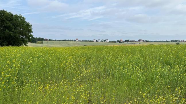 Praktijkpunt Landbouw Vlaams-Brabant onderzoekt watlandbouwers nodig hebbenom met een nieuwe teelt zoals mosterdzaad te kunnen starten.