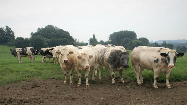 Coevia meldt stabiele prijzen voor Belgische witblauw rundvee.