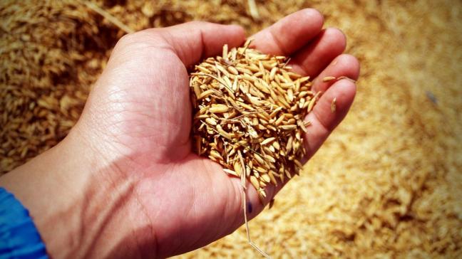 Als reactie op de komst van El Niño leggen landen als de Filipijnen en Indonesië grote voorraden aan, wat de rijstprijs omhoog stuwt.