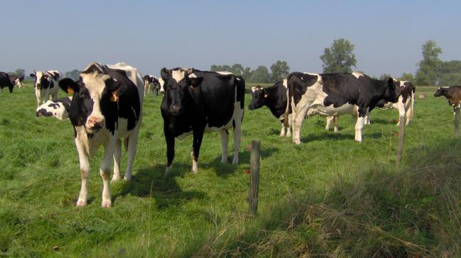 Veel Europese landen kennen hun maandpiek in melkproductie over mei.