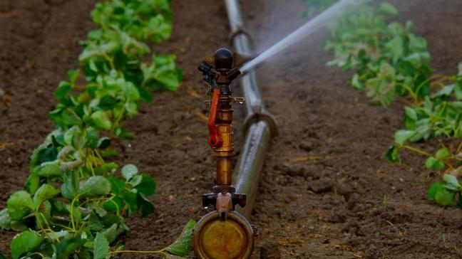 Het water kan het hele jaar gebruikt voor de irrigatie van de aardbeien, frambozen, bramen en rode bessen.