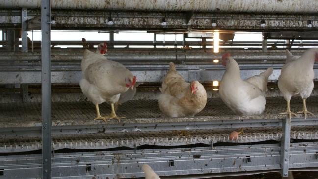 Het vogelgriepvirus verspreidt zich normaal onder vogels, maar de WHO stelt een toenemend aantal gevallen van het gevreesde H5N1-virusonder zoogdieren vast.
