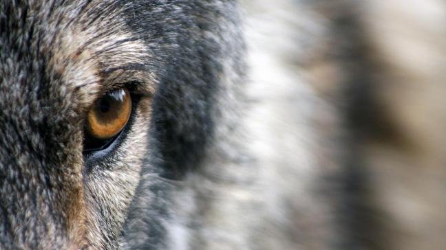 Sinds 2018 opende het ANB 312 schadedossier voor vermeende wolfaanvallen op vee.
