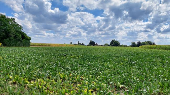 Revystar Gold is een nieuw erkend fungicide in voeder- en suikerbieten.