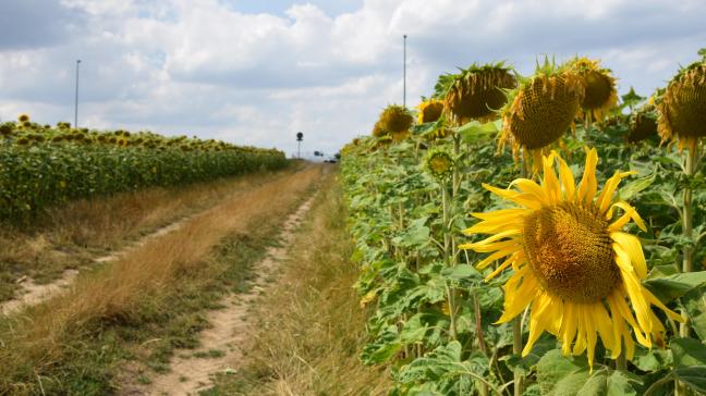 Een nieuwe EU-campagne vraagt aandacht voor degezondheid van planten.