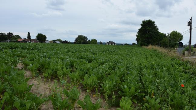 Het Bieteninstituut meldt dat de bladziekten aan het toenemen zijn.