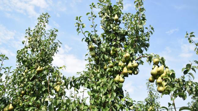 Er zullen dit jaar in België 412 miljoen kg peren geproduceerd worden in ons land.