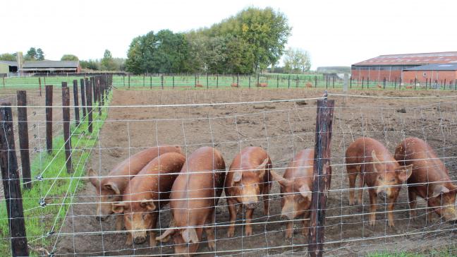 Het Franse ministerie van Landbouw en Voedselzekerheid duidt in september een honderdtal boerderijen aan die willen meewerken om preventieve bioveiligheidsmaatregelen te kiezen en te beoordelen voor landbouwdieren met buitenloop.