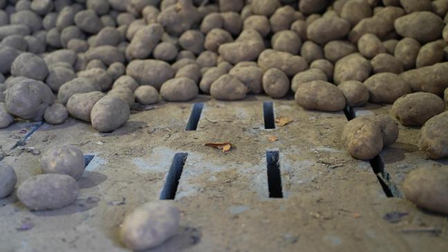 De Belgapomnotering voor Fontane is terug 15 euro per ton aardappelen.