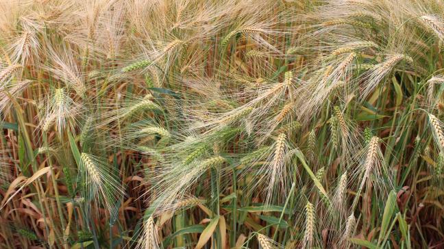 De ingediende bedrijfsplannenzullen door een beoordelingscommissie getoetst worden op verschillende criteria zoals economische, ecologische en sociale duurzaamheid, de mate van vernieuwing en de economische haalbaarheid.