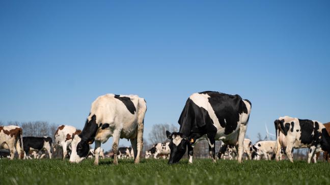De zwartbonte Holsteins produceerden in 2022 in Vlaanderen gemiddeld 1.200 kg meer melk dan de roodbonte Holteins.